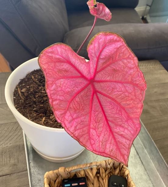 'Fannie Munson' Caladium – Lush Purplish Pink & Green Elegance(2 Bulbs) - Blue Buddha Farm