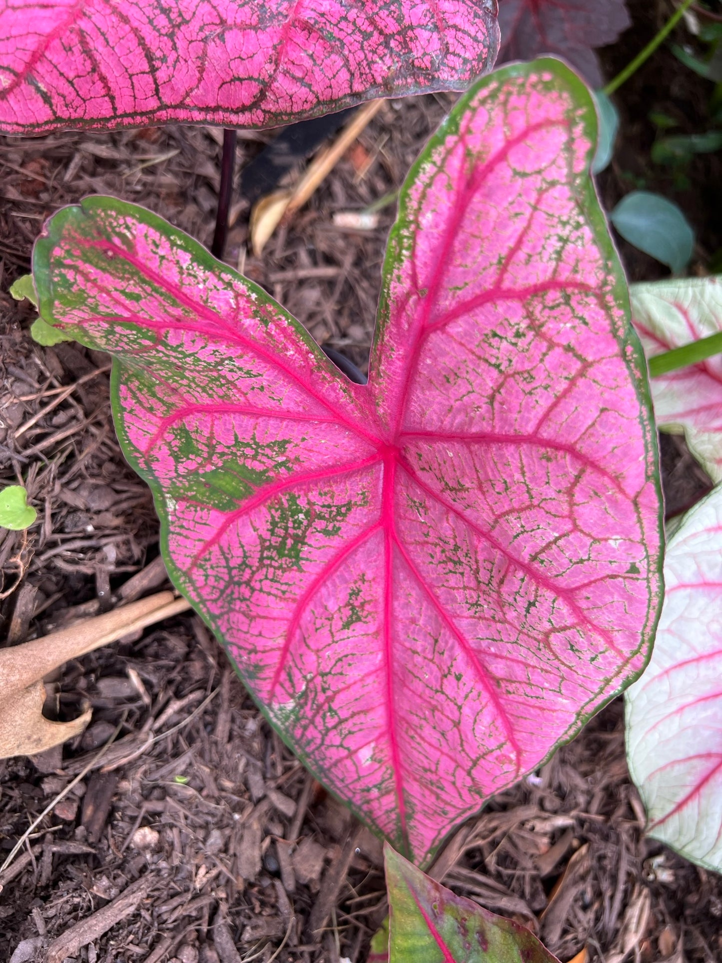 'Fannie Munson' Caladium – Lush Purplish Pink & Green Elegance(2 Bulbs) - Blue Buddha Farm
