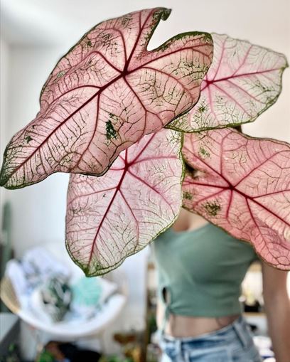 'Fannie Munson' Caladium – Lush Purplish Pink & Green Elegance(2 Bulbs) - Blue Buddha Farm