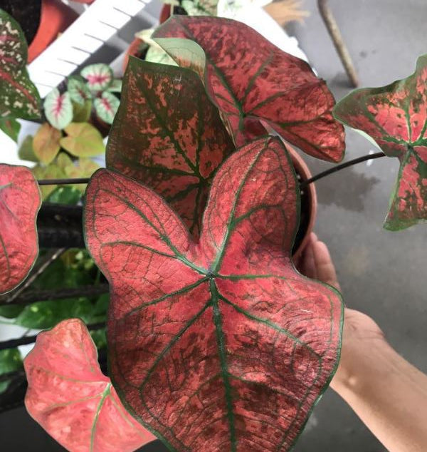 'Festivia' Caladium – Radiant Rose Splendor(2 Bulbs) - Blue Buddha Farm