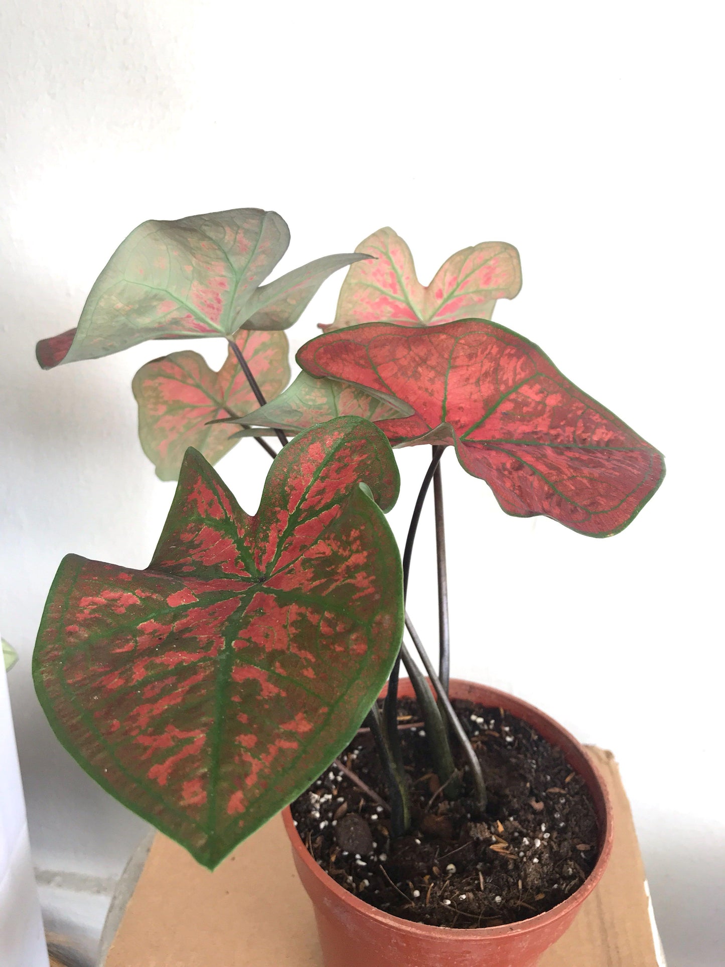 'Festivia' Caladium – Radiant Rose Splendor(2 Bulbs) - Blue Buddha Farm