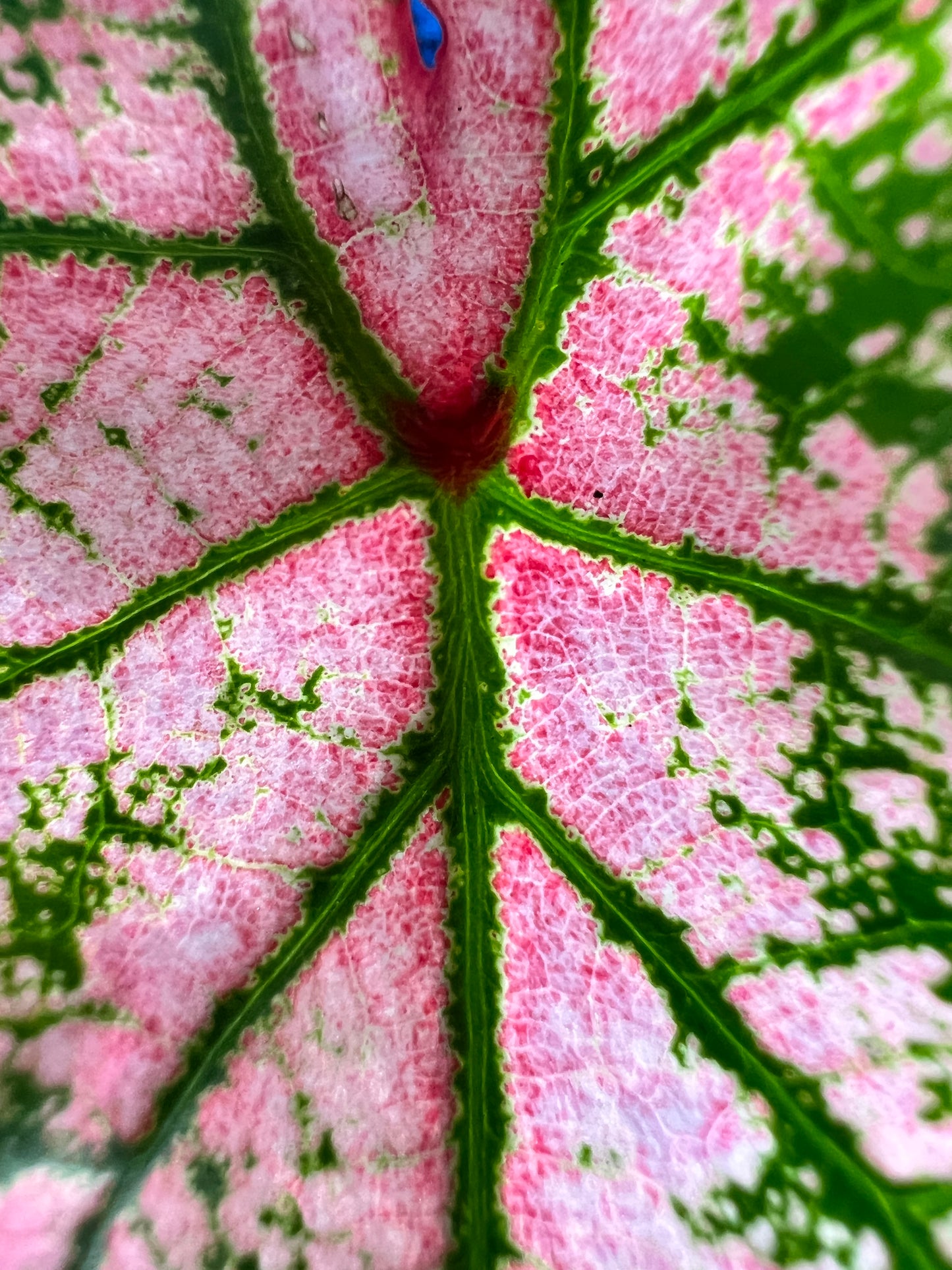 'Festivia' Caladium – Radiant Rose Splendor(2 Bulbs) - Blue Buddha Farm