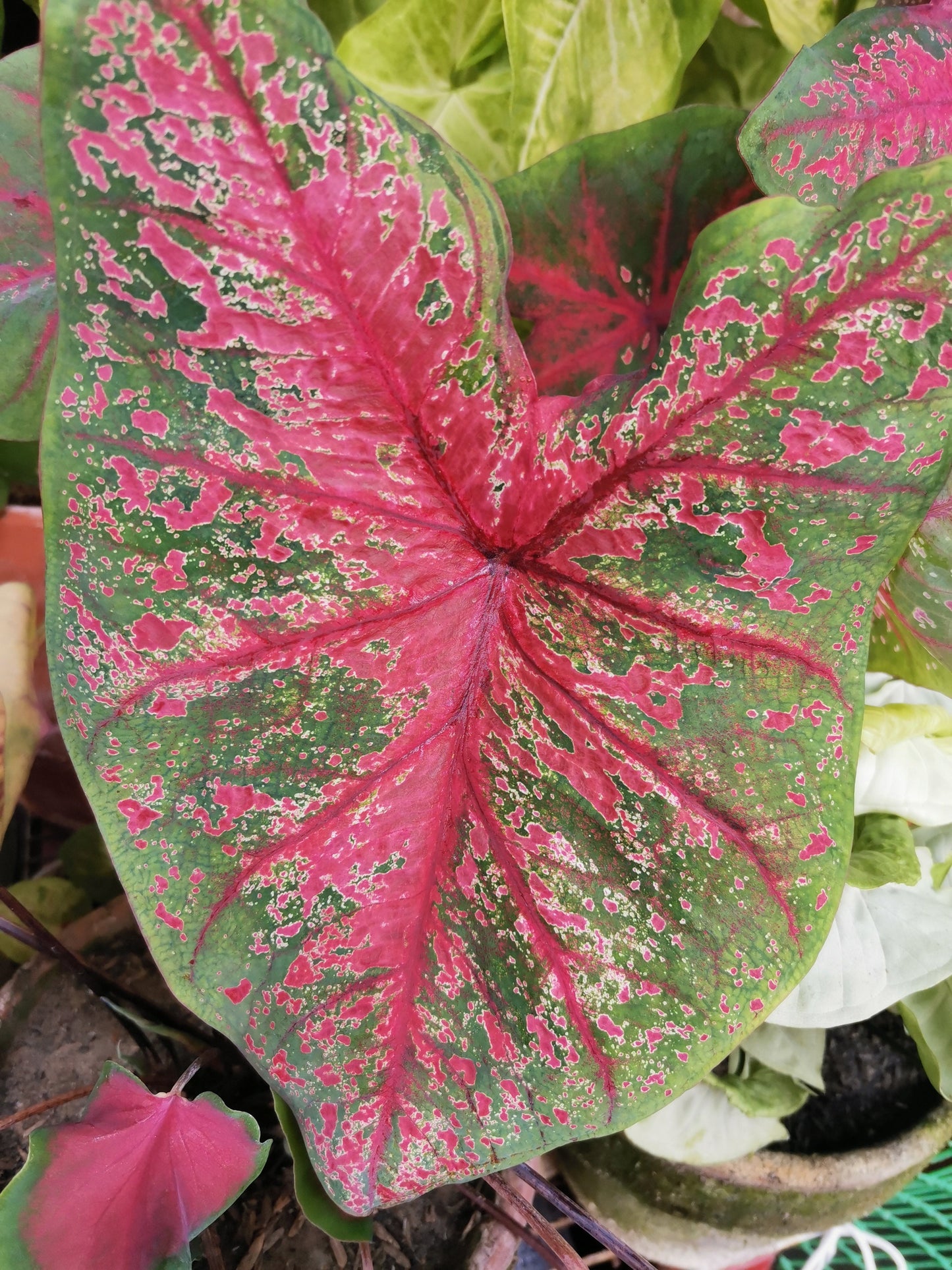 'Fire Chief' Caladium – Dazzling Red Radiance (2 Bulbs) - Blue Buddha Farm