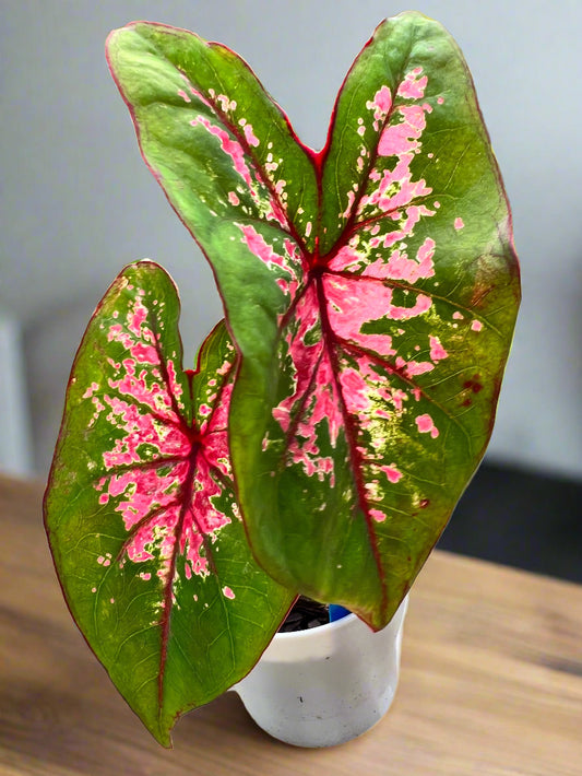 'Fire Chief' Caladium – Dazzling Red Radiance (2 Bulbs) - Blue Buddha Farm