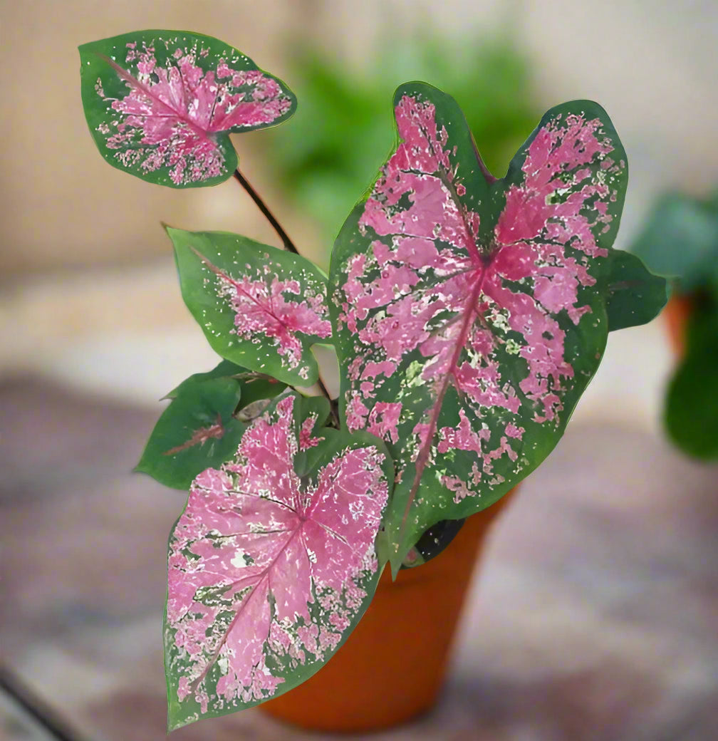 red leafed house plant Buy 'Fire Chief' Caladium