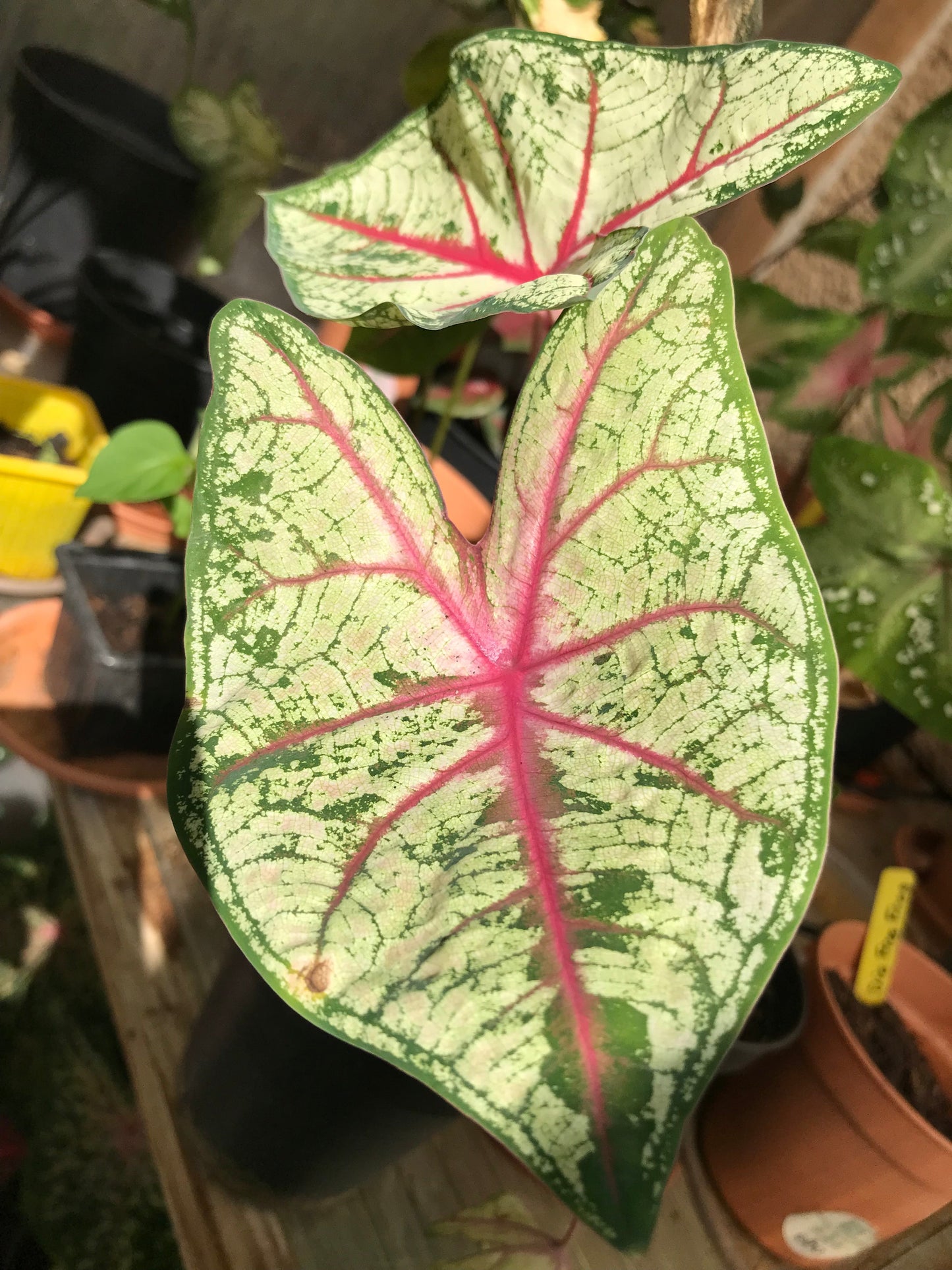 Unique ‘Flatter Me’ caladium leaves with one-of-a-kind marbled green and red patterns.