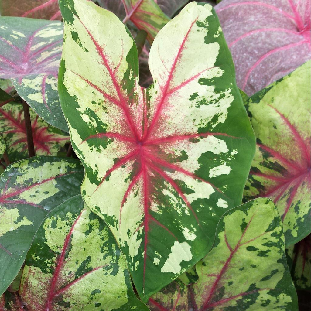 Caladium ‘Flatter Me’ featuring mottled green foliage with crimson red veins, perfect for shaded gardens.