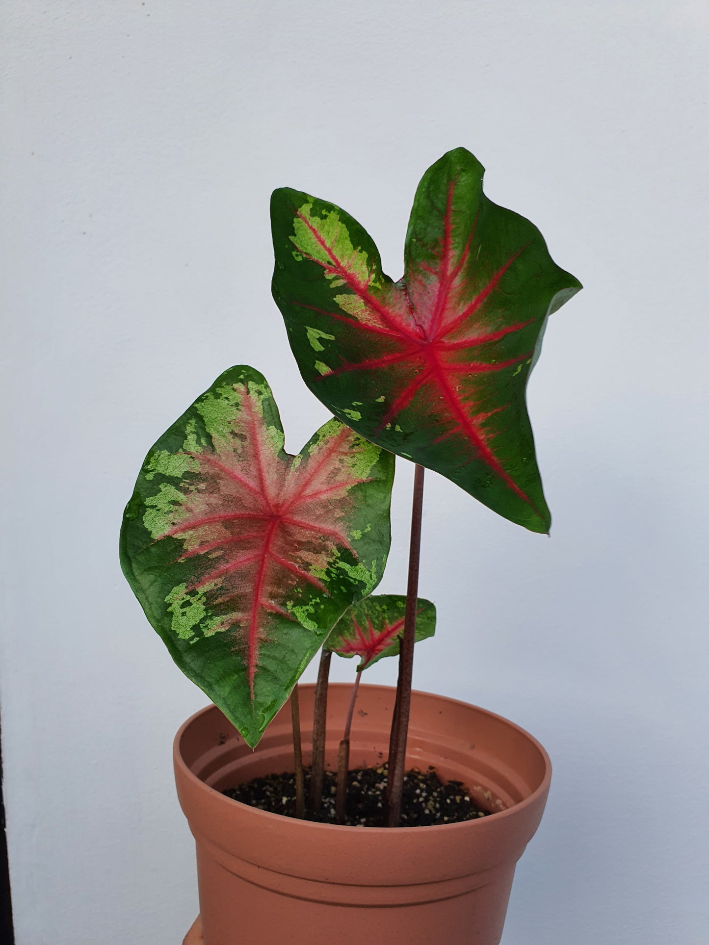 'Flatter Me' Caladium – Mottled Green Elegance (2 Bulbs) - Blue Buddha Farm