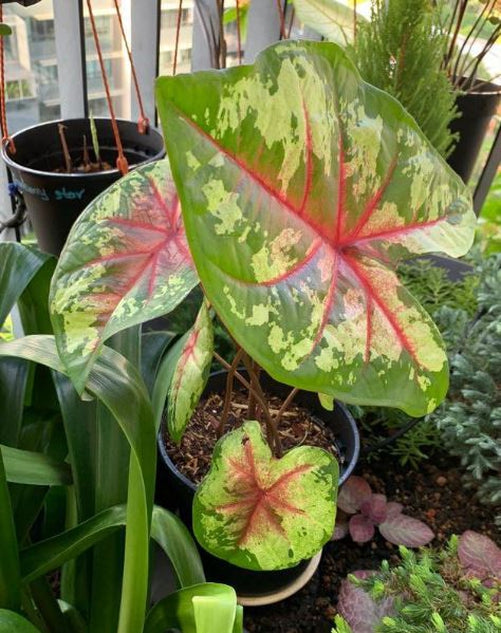 'Flatter Me' Caladium – Mottled Green Elegance (2 Bulbs) - Blue Buddha Farm