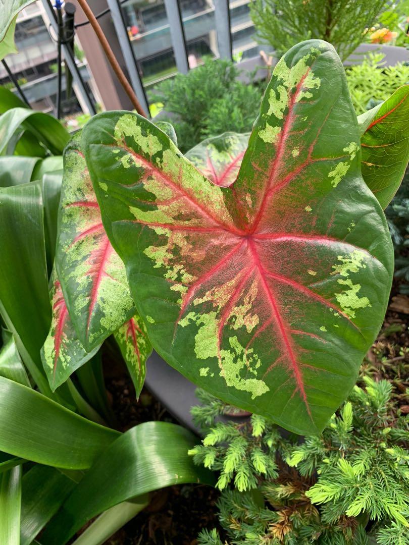 Compact Caladium ‘Flatter Me’ with vivid green leaves and dramatic red veining, ideal for containers or indoor displays.
