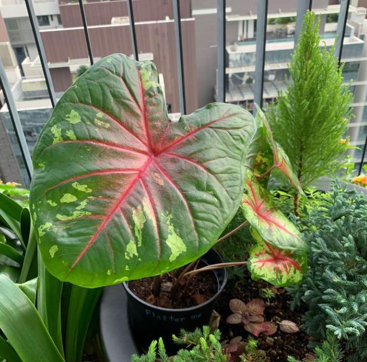'Flatter Me' Caladium – Mottled Green Elegance (2 Bulbs) - Blue Buddha Farm