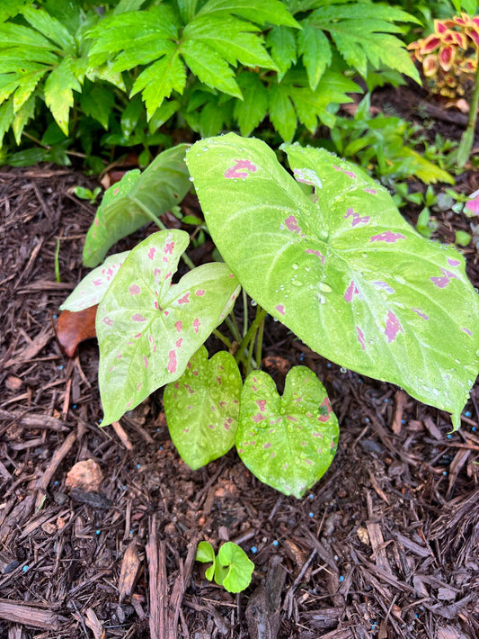 'Florida Beauty' Caladium – A Masterpiece of Foliage (2 Bulbs) - Blue Buddha Farm