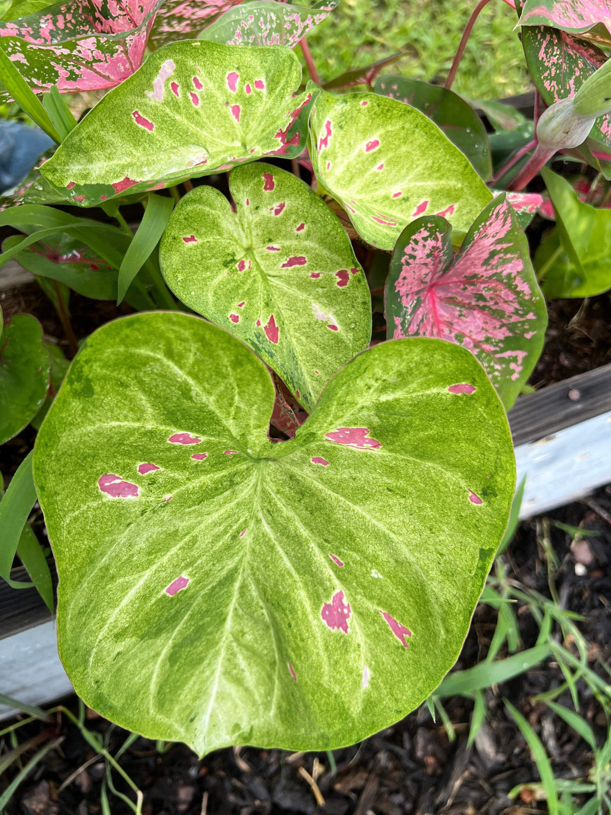 'Florida Beauty' Caladium – A Masterpiece of Foliage (2 Bulbs) - Blue Buddha Farm