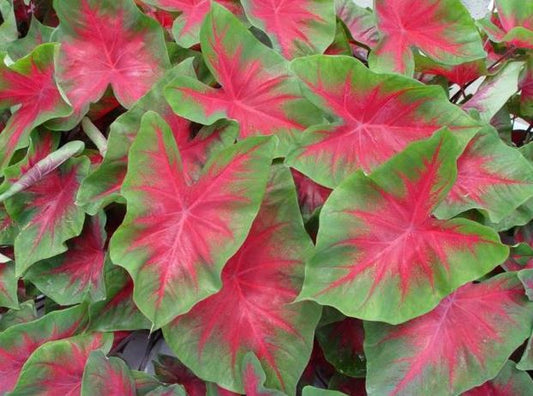 Florida Cardinal Caladium (2 Bulbs) ** Preorder for Spring 2024 ** - Blue Buddha Farm