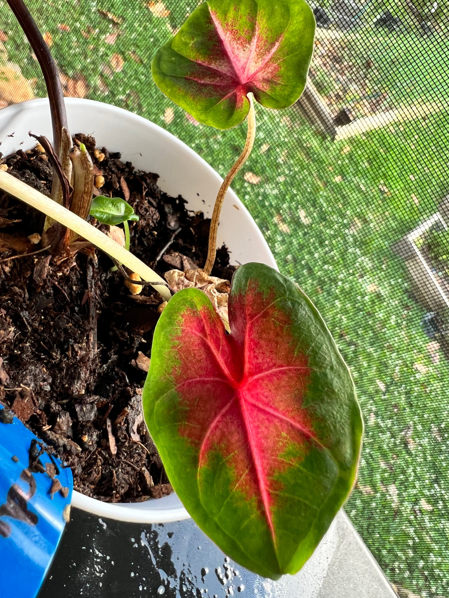 Florida Cardinal Caladium (2 Bulbs) ** Preorder for Spring 2024 ** - Blue Buddha Farm