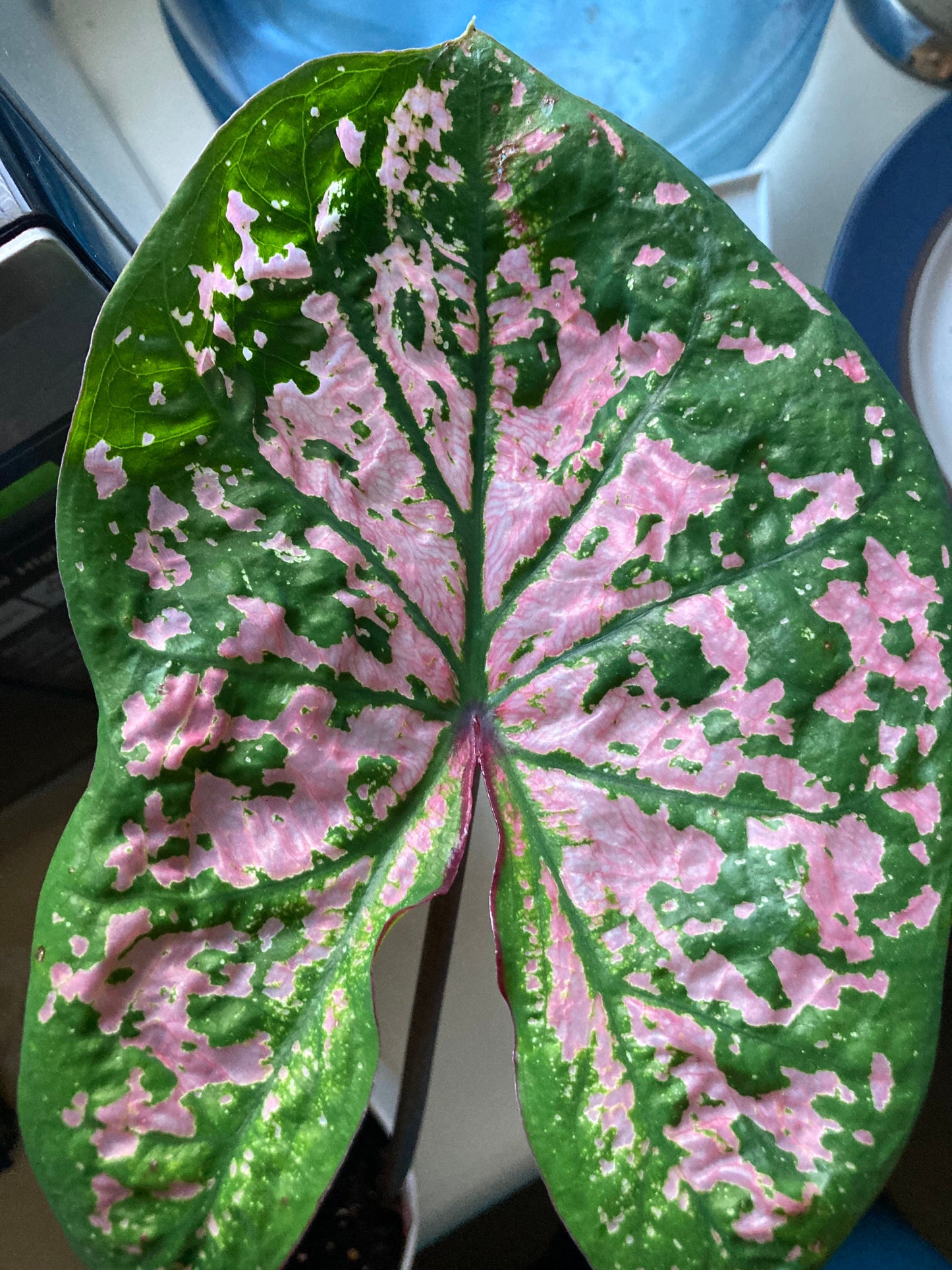 'Florida Elise' Caladium – Shimmering Pink Splendor (2 Bulbs) - Blue Buddha Farm