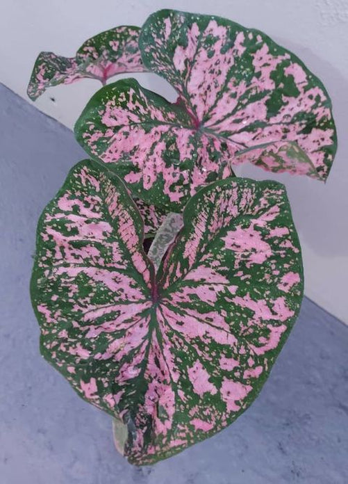 'Florida Elise' Caladium – Shimmering Pink Splendor (2 Bulbs) - Blue Buddha Farm