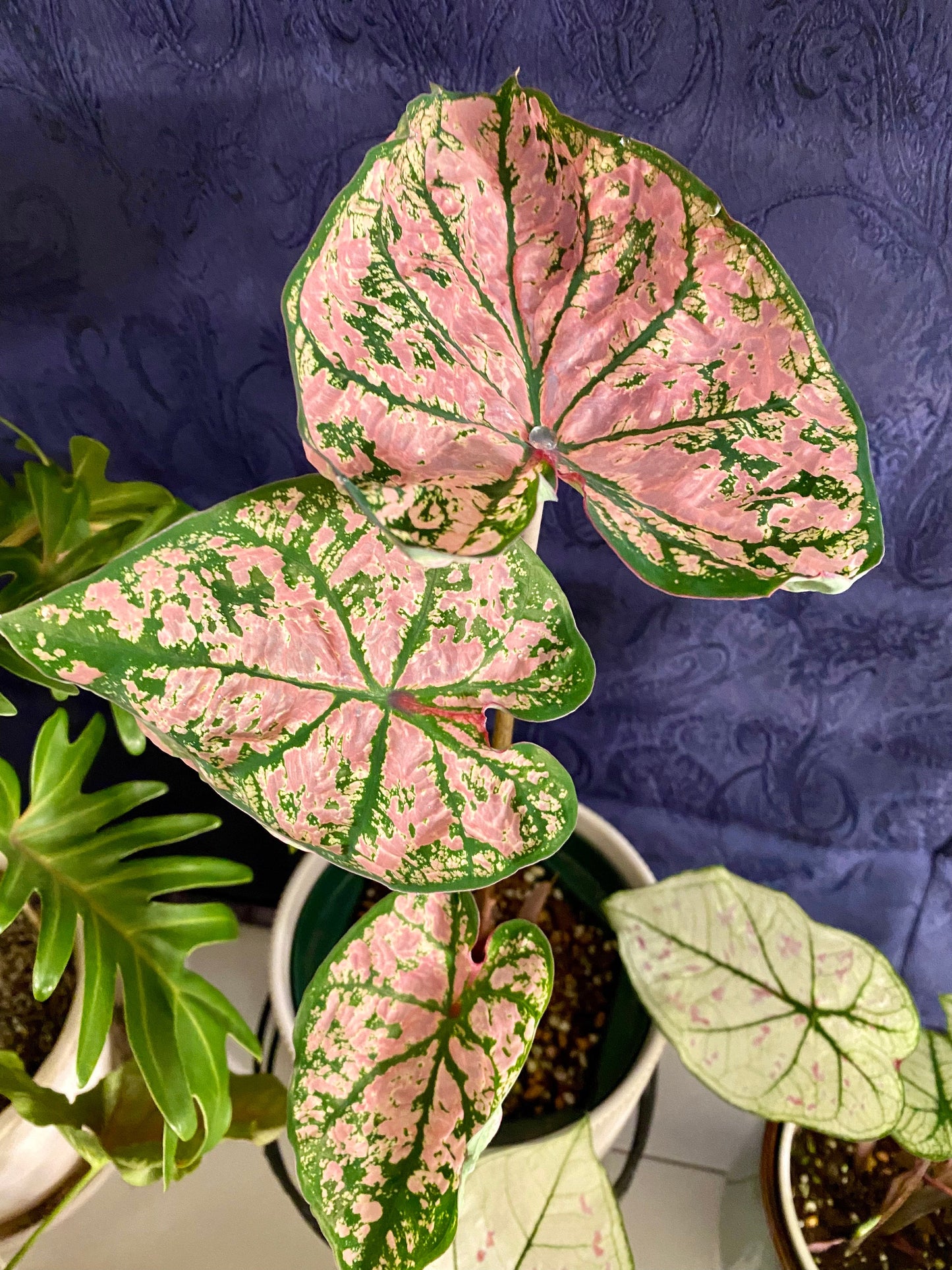'Florida Elise' Caladium – Shimmering Pink Splendor (2 Bulbs) - Blue Buddha Farm