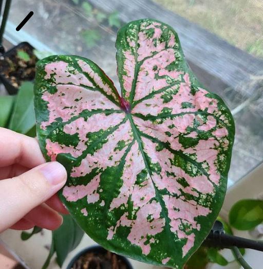 'Florida Elise' Caladium – Shimmering Pink Splendor (2 Bulbs) - Blue Buddha Farm