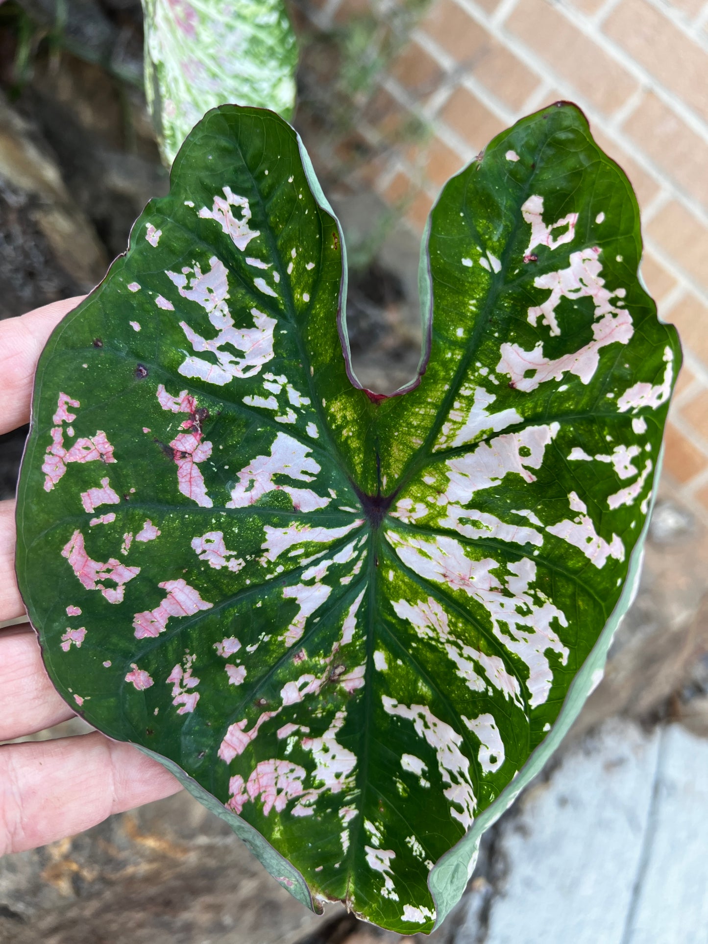 'Florida Elise' Caladium – Shimmering Pink Splendor (2 Bulbs) - Blue Buddha Farm