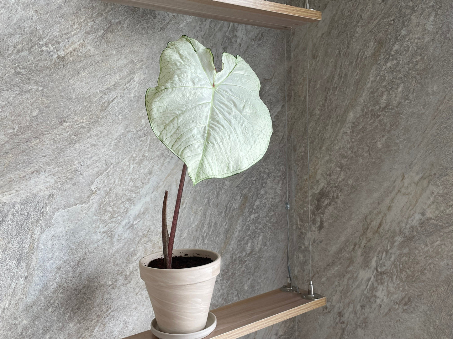 Elegant white caladium foliage from a premium mix, creating a refined and modern display for indoor and outdoor settings