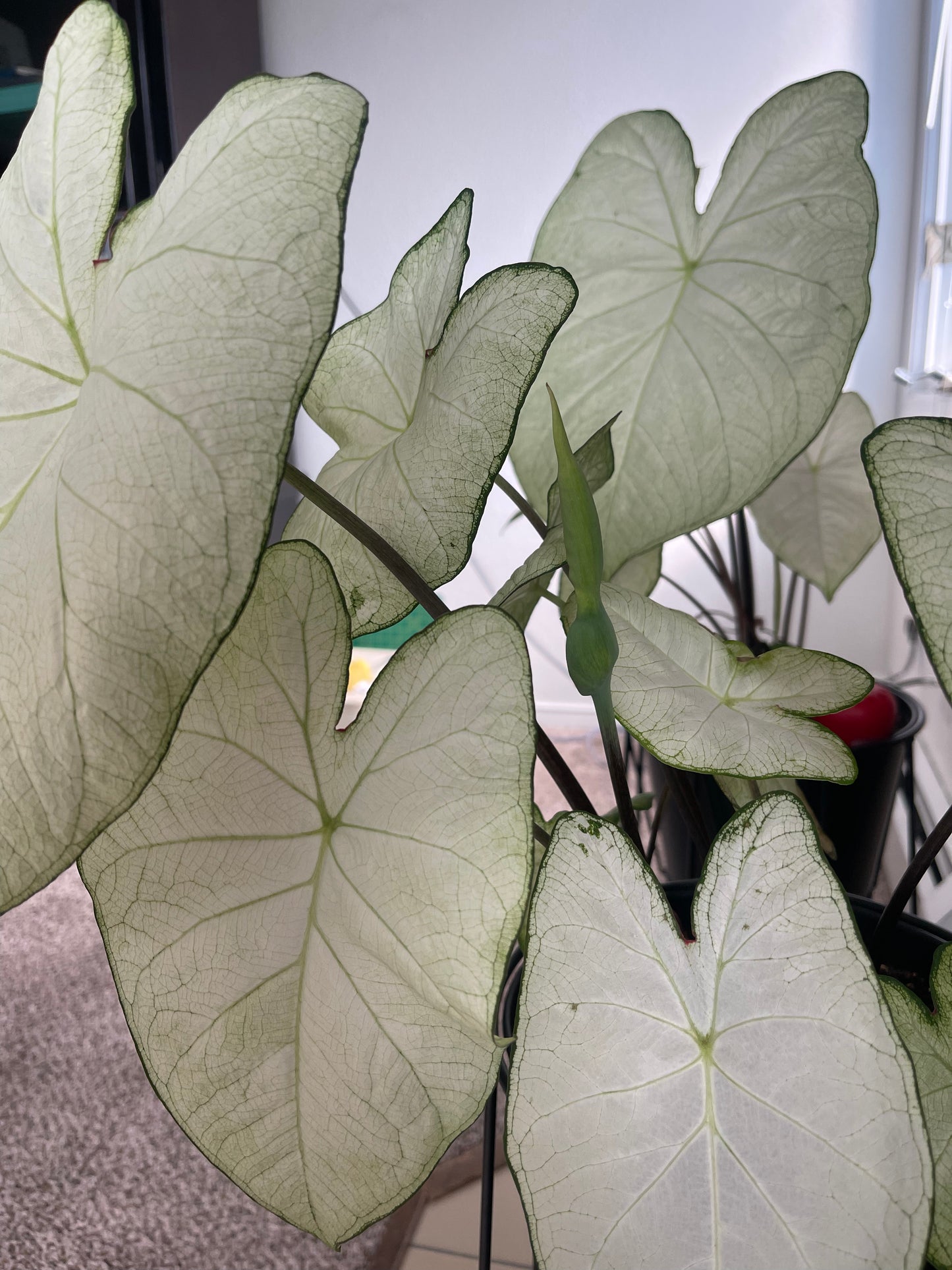 'Florida Moonlight' Caladium – Ethereal White Splendor (2 Bulbs) - Blue Buddha Farm