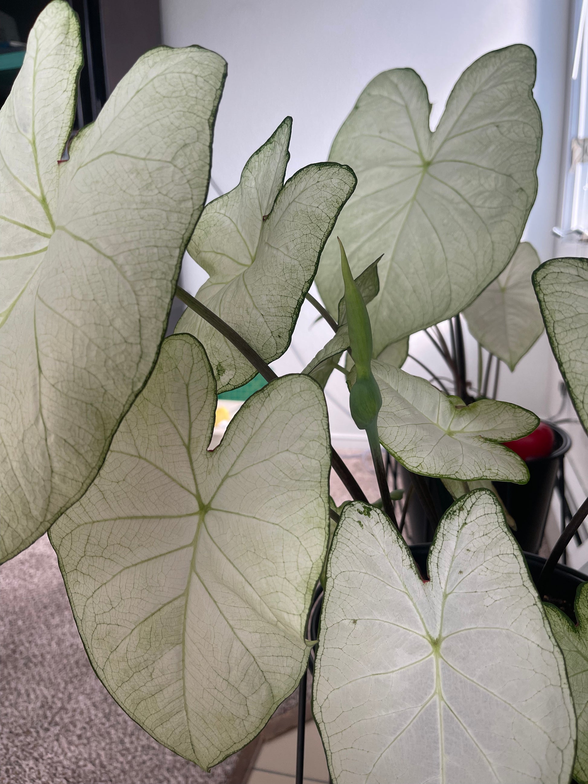 'Florida Moonlight' Caladium – Ethereal White Splendor (2 Bulbs) - Blue Buddha Farm