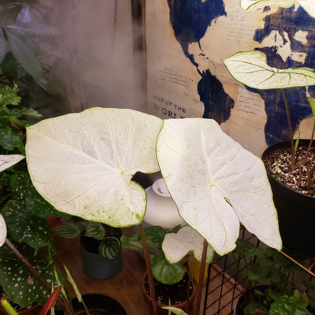 'Florida Moonlight' Caladium – Ethereal White Splendor (2 Bulbs) - Blue Buddha Farm
