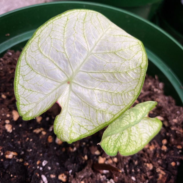 'Florida Moonlight' Caladium – Ethereal White Splendor (2 Bulbs) - Blue Buddha Farm