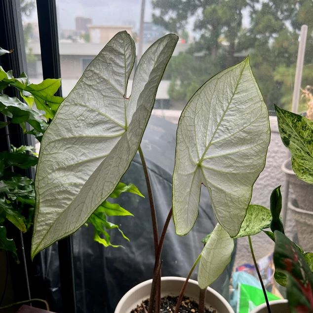 'Florida Moonlight' Caladium – Ethereal White Splendor (2 Bulbs) - Blue Buddha Farm