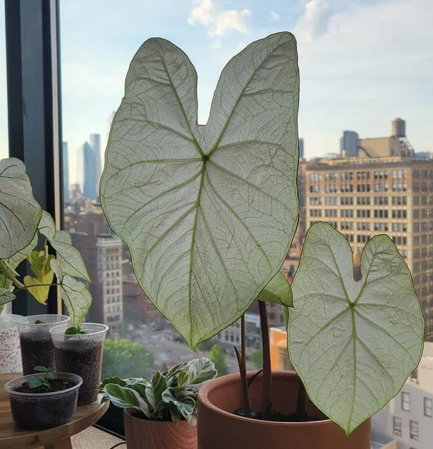 'Florida Moonlight' Caladium – Ethereal White Splendor (2 Bulbs) - Blue Buddha Farm