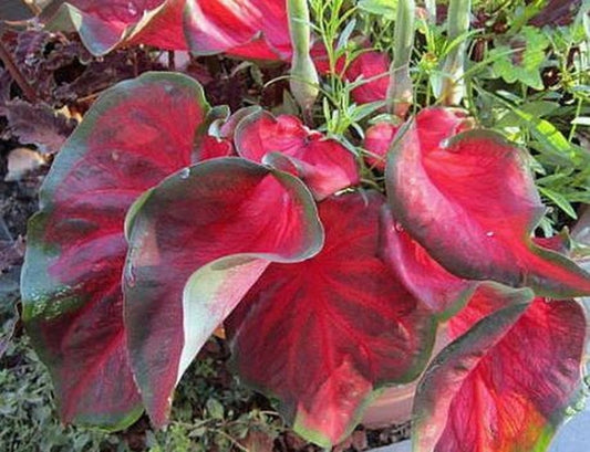Florida Red Ruffles (2 Bulbs) - Blue Buddha Farm