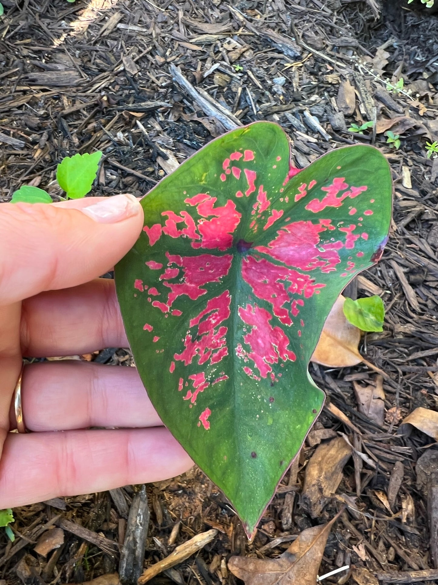 'Florida Roselight' Caladium – Unique Pink Splotched Elegance (2 Bulbs) - Blue Buddha Farm