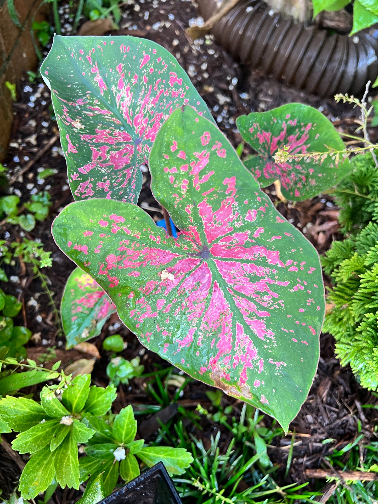 'Florida Roselight' Caladium – Unique Pink Splotched Elegance (2 Bulbs) - Blue Buddha Farm