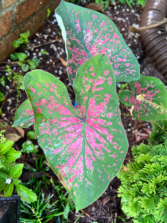 'Florida Roselight' Caladium – Unique Pink Splotched Elegance (2 Bulbs) - Blue Buddha Farm