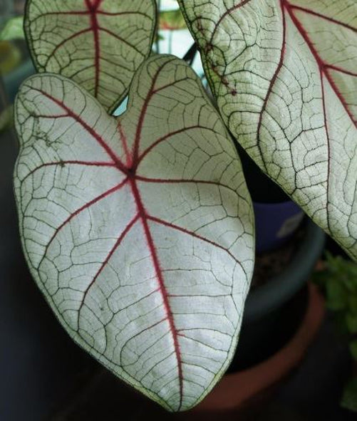 'Florida Sunrise' Caladium – Radiant Dawn in Foliage (2 Bulbs) - Blue Buddha Farm