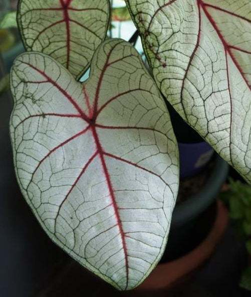 'Florida Sunrise' Caladium – Radiant Dawn in Foliage (2 Bulbs) - Blue Buddha Farm