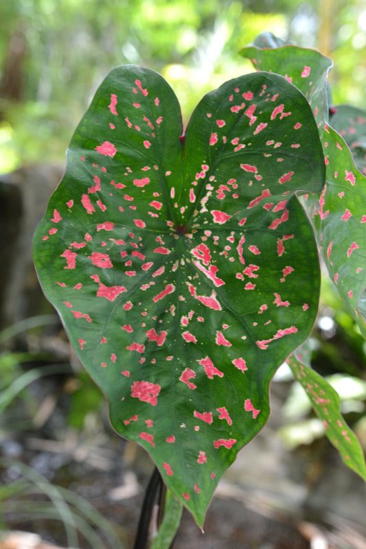 'Freckles' Caladium – Playful Raspberry Splashes (2 Bulbs) - Blue Buddha Farm