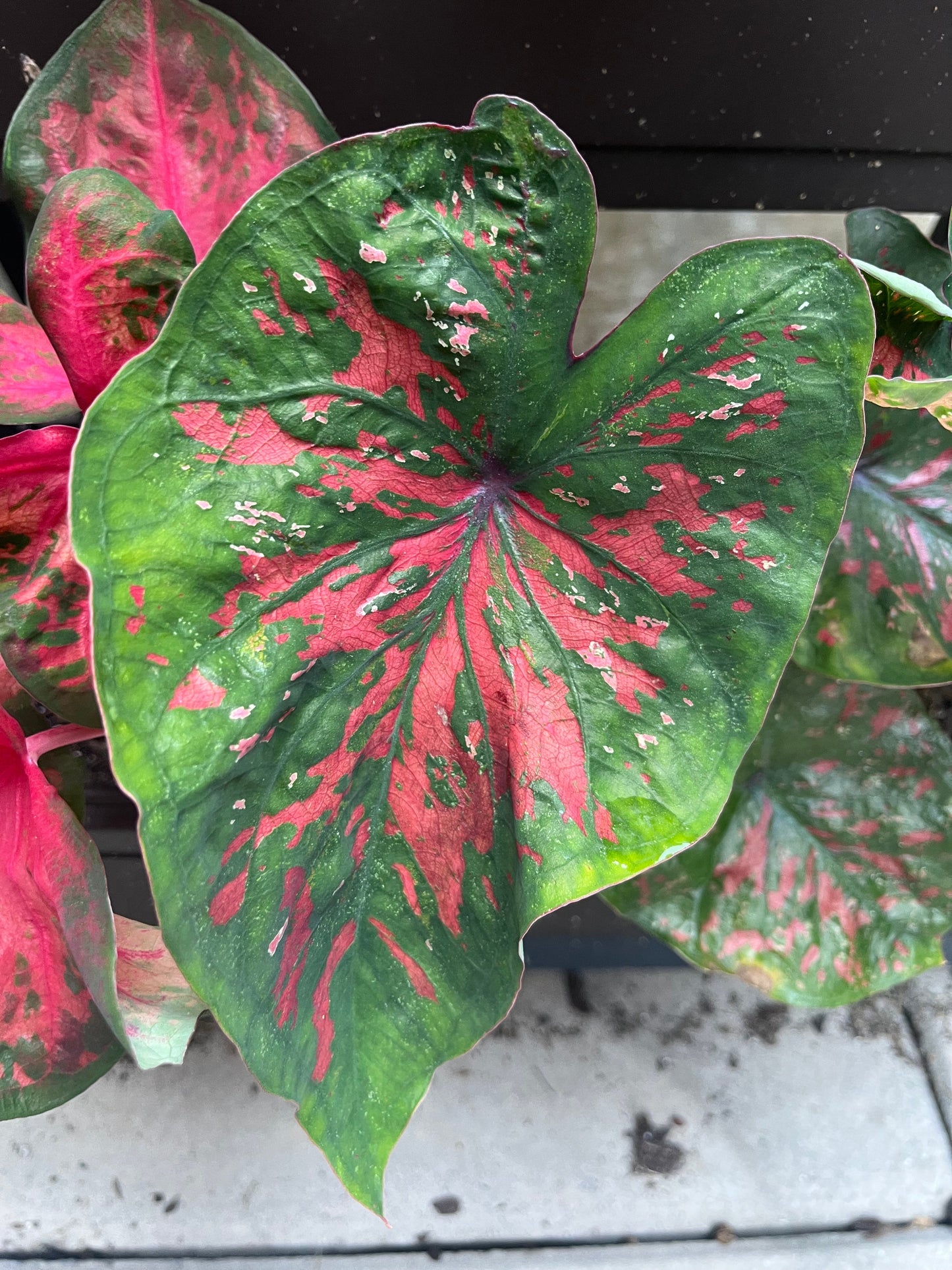 'Freckles' Caladium – Playful Raspberry Splashes (2 Bulbs) - Blue Buddha Farm