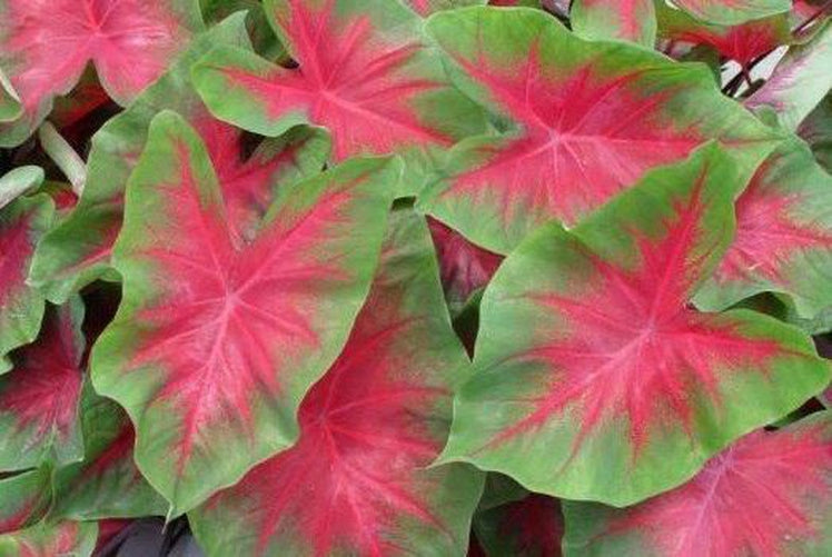 Frieda Hemple Caladium (2 Bulbs) ** Preorder for Spring 2024 ** - Blue Buddha Farm