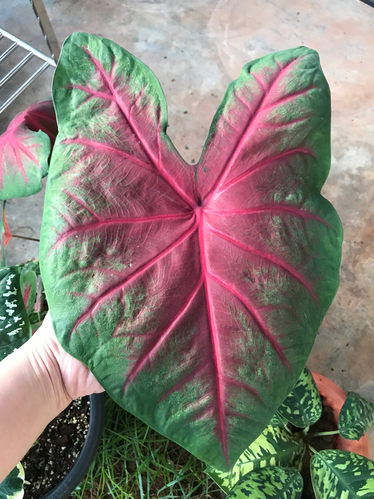 Frieda Hemple Caladium (2 Bulbs) ** Preorder for Spring 2024 ** - Blue Buddha Farm