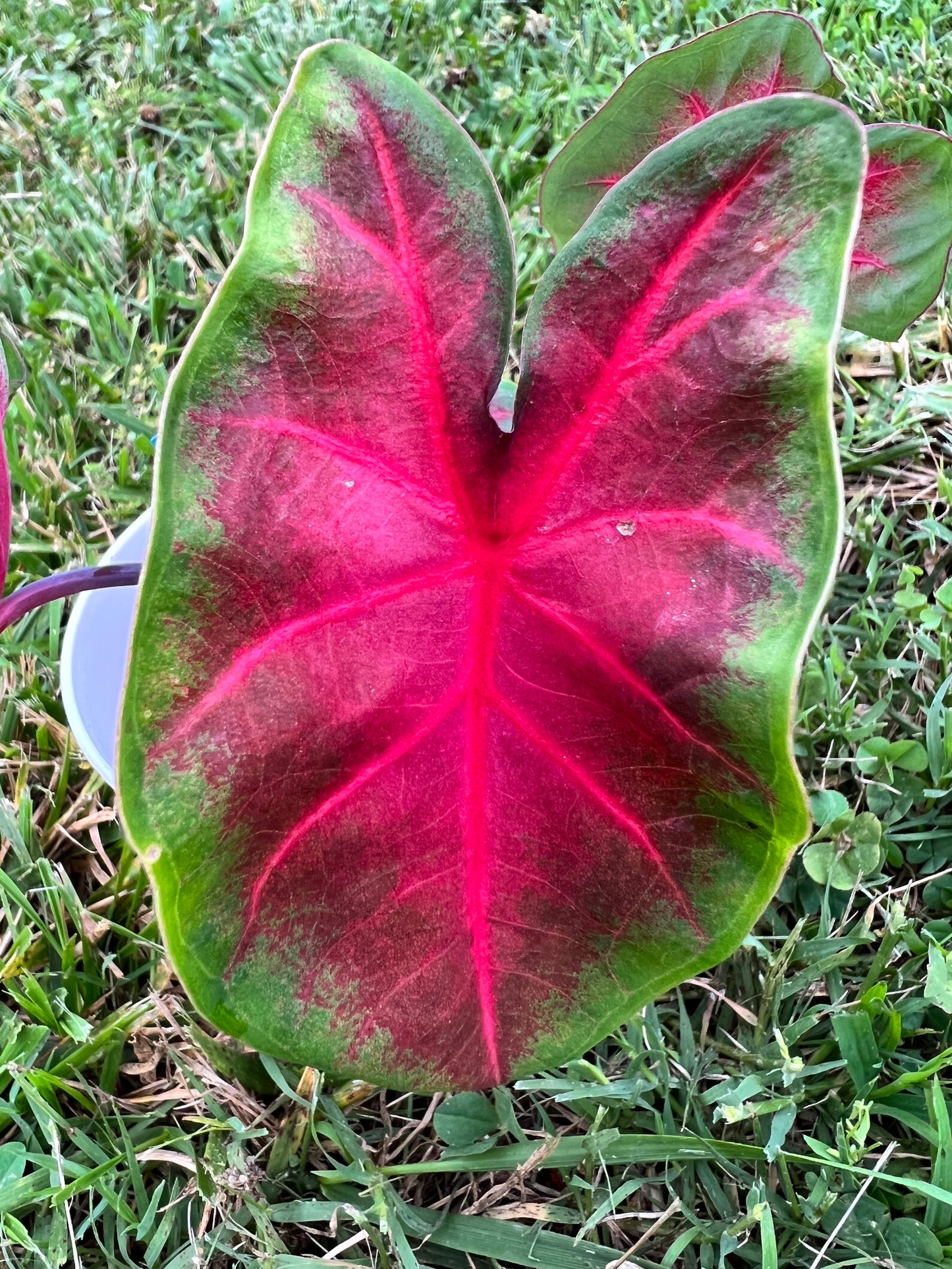 Frieda Hemple Caladium (2 Bulbs) ** Preorder for Spring 2024 ** - Blue Buddha Farm