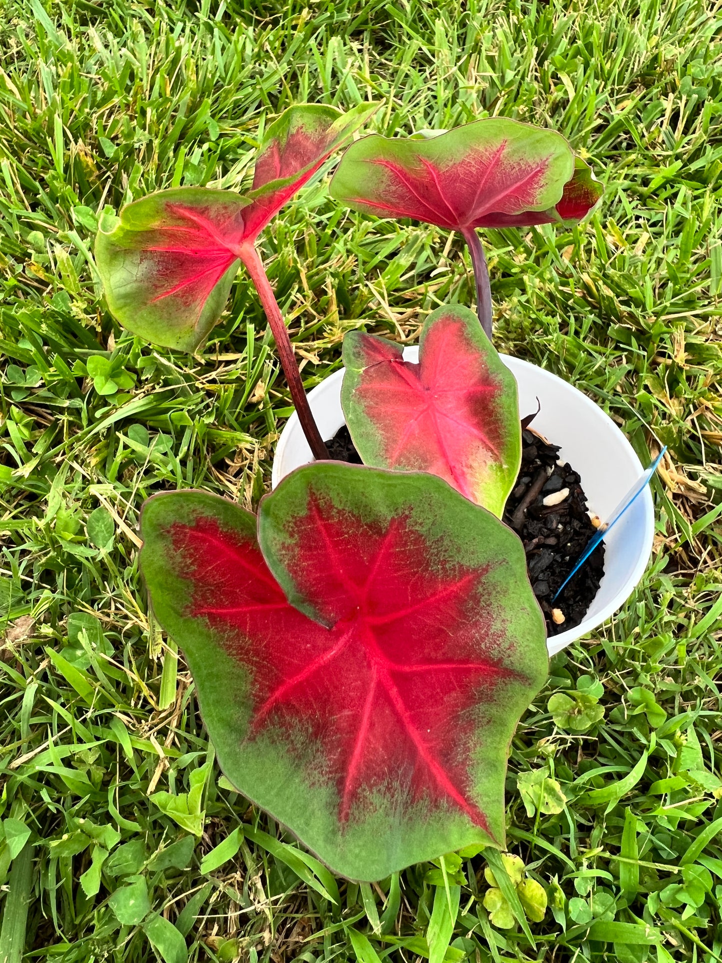 Frieda Hemple Caladium (2 Bulbs) ** Preorder for Spring 2024 ** - Blue Buddha Farm