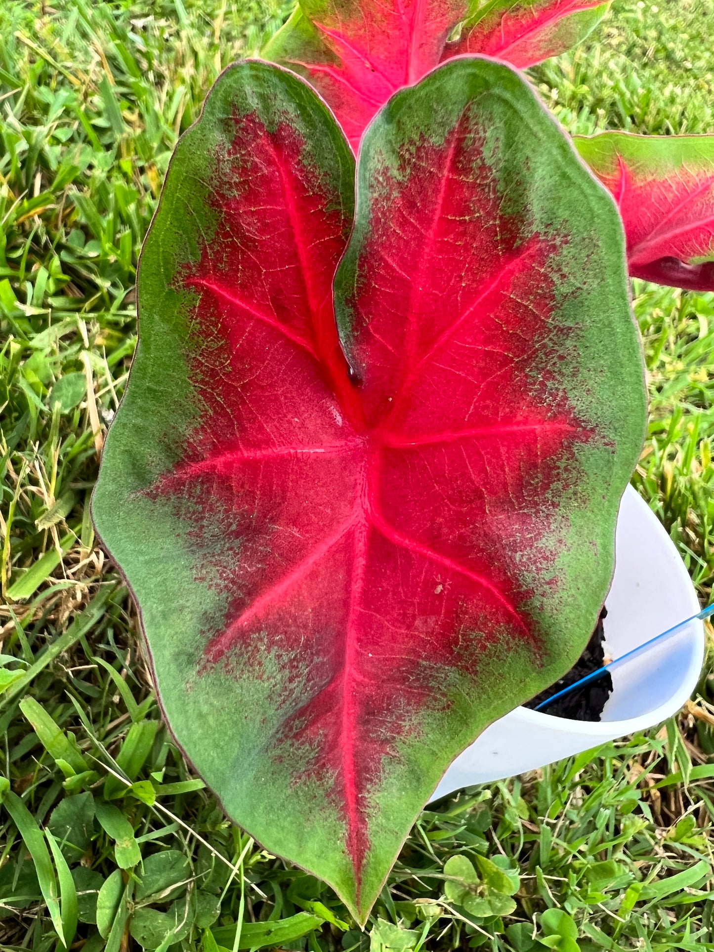 Frieda Hemple Caladium (2 Bulbs) ** Preorder for Spring 2024 ** - Blue Buddha Farm