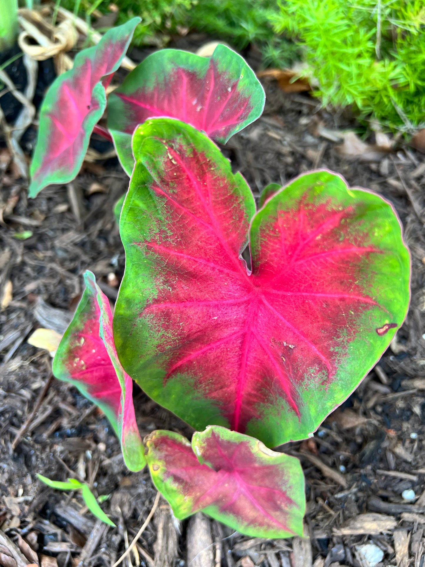 Frieda Hemple Caladium (2 Bulbs) ** Preorder for Spring 2024 ** - Blue Buddha Farm