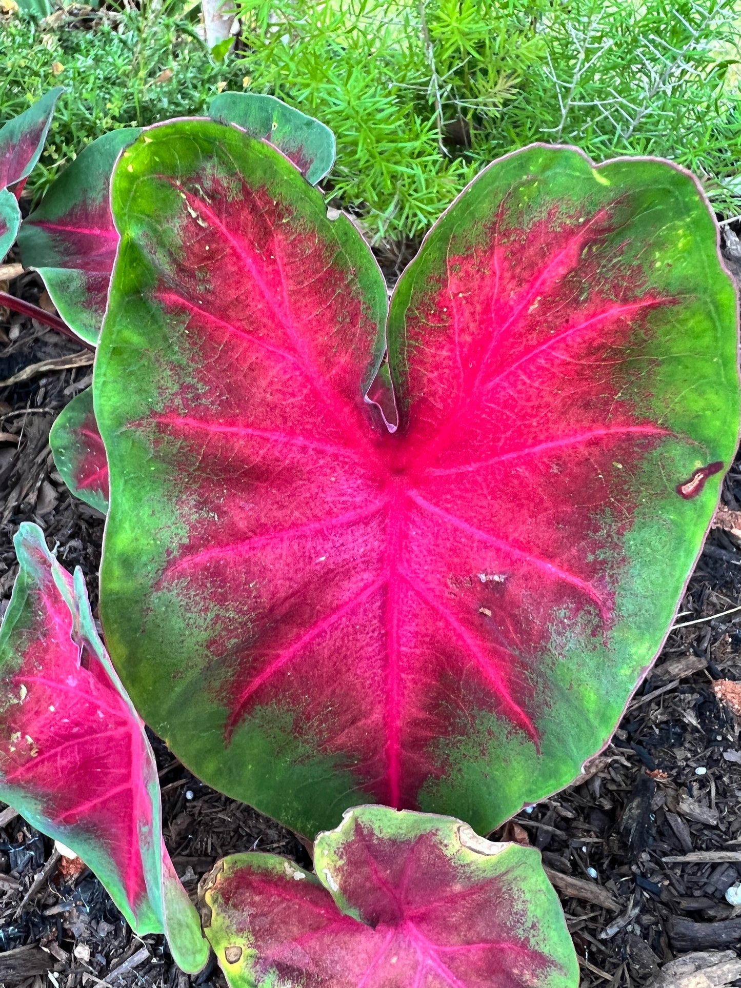 Frieda Hemple Caladium (2 Bulbs) ** Preorder for Spring 2024 ** - Blue Buddha Farm