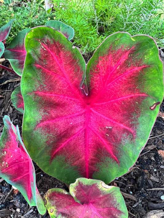Frieda Hemple Caladium (2 Bulbs) ** Preorder for Spring 2024 ** - Blue Buddha Farm