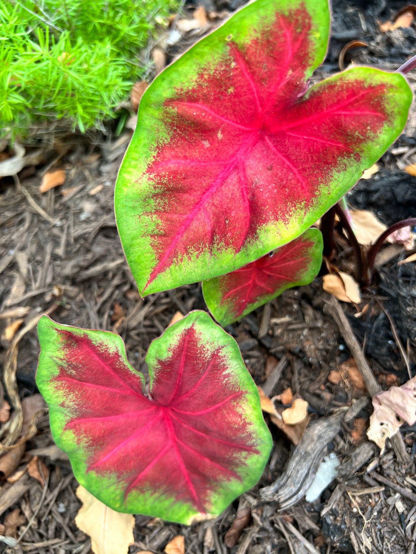 Frieda Hemple Caladium (2 Bulbs) ** Preorder for Spring 2024 ** - Blue Buddha Farm