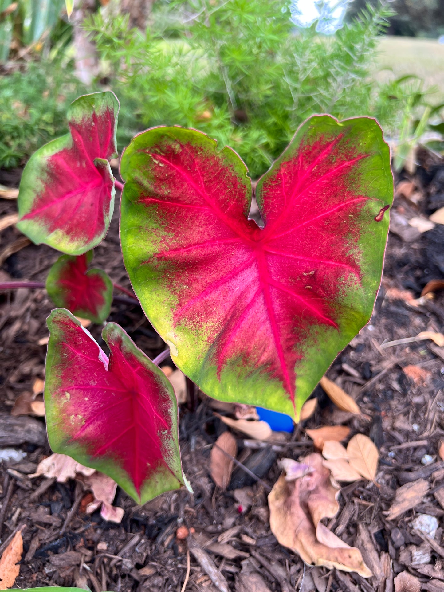 Frieda Hemple Caladium (2 Bulbs) ** Preorder for Spring 2024 ** - Blue Buddha Farm