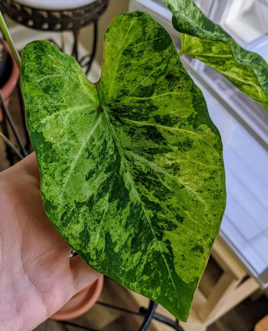 'Frog in a Blender' Caladium – Whirl of Whimsy (2 Bulbs) - Blue Buddha Farm